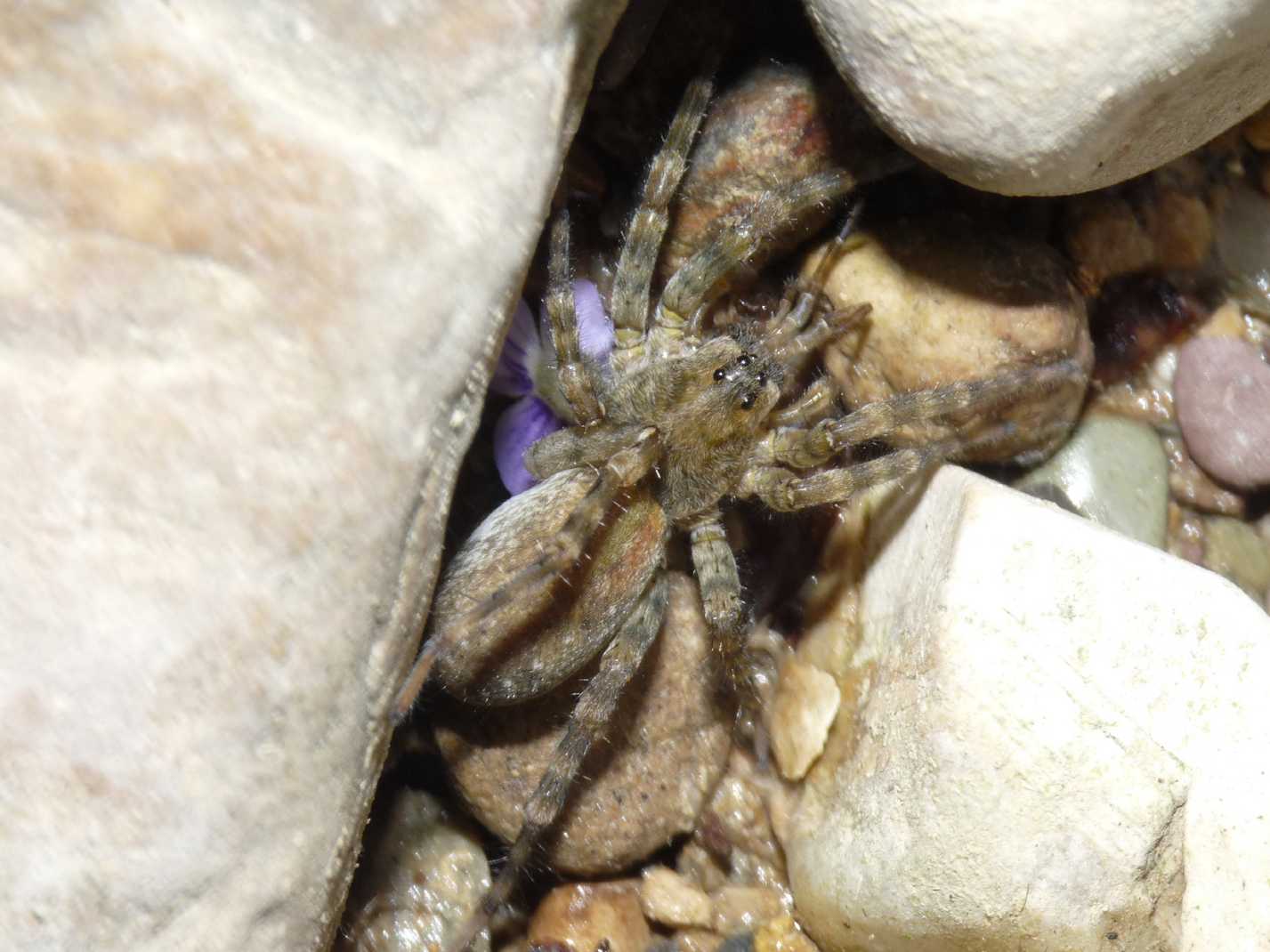 Arctosa similis - Tolfa (RM)